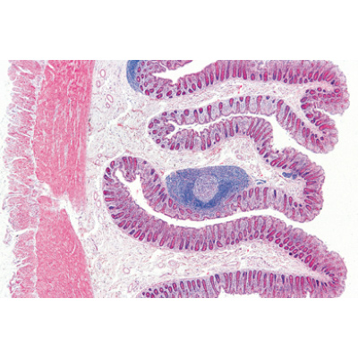 Système digestif - Anglais, 1004239 [W13414], Lames microscopiques Anglais