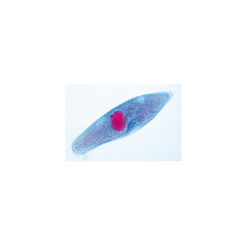 La paramécie - Anglais, 1004247 [W13422], Préparations microscopiques LIEDER