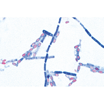 Bactéries pathogènes - Anglais, 1004249 [W13424], Lames microscopiques Anglais