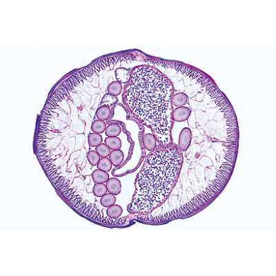 Parasitologie générale, petite série - Anglais, 1004266 [W13441], Lames microscopiques Anglais