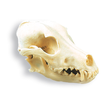 Crâne de chien (Canis lupus familiaris), rêplique, 1005104 [W19010], Stomatologie