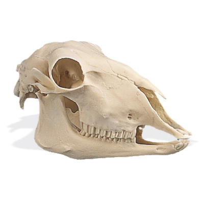 Crâne de mouton (Ovis aries), rêplique, 1005105 [W19011], Artiodactyles (Artiodactyla)