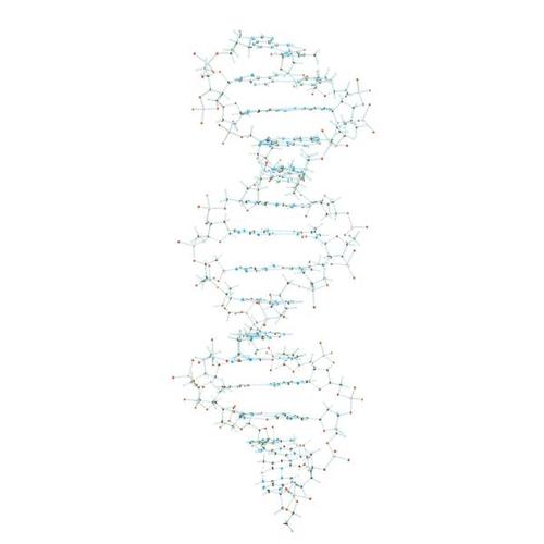 Collection ADN, 1005301 [W19800], Modèle d'ADN