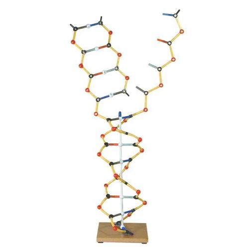 Collection ADN - ARN, 1005302 [W19801], Modèle d'ADN