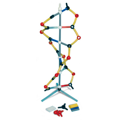 Orbit™ : petit modèle d'ADN, 1005317 [W19820], Modèle d'ADN