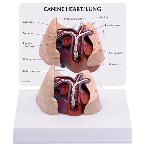 Modèle de cœur et poumons canins, 1019586 [W33376], Médecine interne