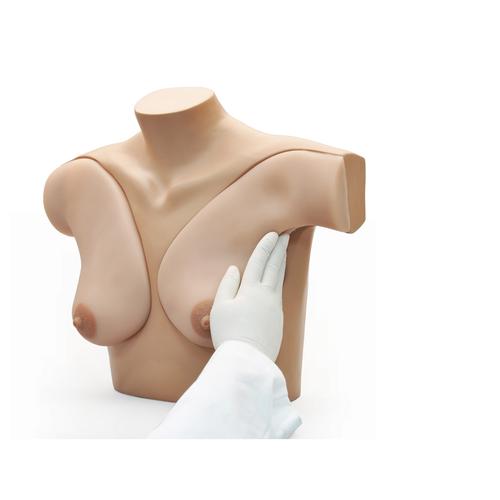 Modèle de palpation mammaire pour un auto-examen, 1017548 [W45105], Education à la santé Femme