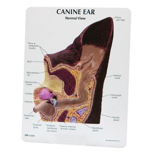 Modèle d’oreille canine – normale/infectée, 1019593 [W47850], Maladies animales