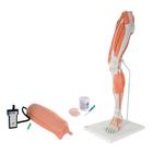 Ensembles d’entraînement à l’injection intramusculaire dans la jambe, 8000887 [3011952], Kits de simulation