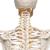 Squelette Fred A15, le squelette souple sur pied métallique avec 5 roulettes - 3B Smart Anatomy, 1020178 [A15], Modèles de squelettes humains taille réelle (Small)