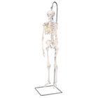 Mini-squelette "Shorty", suspendu (sur support) - 3B Smart Anatomy, 1000040 [A18/1], Modèles de squelettes humains taille réduite
