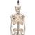 Mini-squelette "Shorty", suspendu (sur support) - 3B Smart Anatomy, 1000040 [A18/1], Modèles de squelettes humains taille réduite (Small)