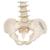 Colonne vertébrale miniature, élastique - 3B Smart Anatomy, 1000042 [A18/20], Modèles de squelettes humains taille réduite (Small)