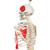 Minisquelette "Shorty" avec muscles peints, sur support de suspension - 3B Smart Anatomy, 1000045 [A18/6], Modèles de squelettes humains taille réduite (Small)