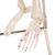 Minisquelette "Shorty" avec muscles peints, sur support de suspension - 3B Smart Anatomy, 1000045 [A18/6], Modèles de squelettes humains taille réduite (Small)