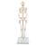 Mini-squelette "Shorty", sur socle - 3B Smart Anatomy, 1000039 [A18], Modèles de squelettes humains taille réduite (Small)