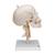 Crâne sur colonne vertébrale cervicale, en 4 parties - 3B Smart Anatomy, 1020160 [A20/1], Modèles de vertèbres (Small)