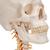Crâne sur colonne vertébrale cervicale, en 4 parties - 3B Smart Anatomy, 1020160 [A20/1], Modèles de vertèbres (Small)