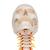 Crâne sur colonne vertébrale cervicale, en 4 parties - 3B Smart Anatomy, 1020160 [A20/1], Colonnes vertébrales (rachis) (Small)