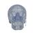Crâne transparent, en 3 parties - 3B Smart Anatomy, 1020164 [A20/T], Modèles de moulage de crânes humains (Small)