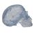 Crâne transparent, en 3 parties - 3B Smart Anatomy, 1020164 [A20/T], Modèles de moulage de crânes humains (Small)