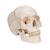 Crâne classique - 3B Smart Anatomy, 1020165 [A21], Modèles de moulage de crânes humains (Small)