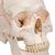 Crâne classique - 3B Smart Anatomy, 1020165 [A21], Modèles de moulage de crânes humains (Small)