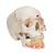 Crâne classique avec mandibule ouverte et peinte, en 3 parties - 3B Smart Anatomy, 1020167 [A22/1], Modèles de moulage de crânes humains (Small)