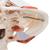 Crâne avec musculature de mastication, en 2 parties - 3B Smart Anatomy, 1020169 [A24], Modèles de moulage de crânes humains (Small)