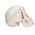 Crâne de démonstration de luxe, en 10 parties - 3B Smart Anatomy, 1000059 [A27], Modèles de moulage de crânes humains (Small)