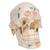 Crâne de démonstration de luxe, en 10 parties - 3B Smart Anatomy, 1000059 [A27], Modèles de moulage de crânes humains (Small)