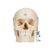 Crâne BONElike en 6 parties, structures osseuses détaillées - 3B Smart Anatomy, 1000062 [A281], Modèles de moulage de crânes humains (Small)