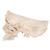 Crâne BONElike en 6 parties, structures osseuses détaillées - 3B Smart Anatomy, 1000062 [A281], Modèles de moulage de crânes humains (Small)