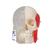 Crâne BONElike, semi transparent, en 8 parties, structures osseuses détaillées - 3B Smart Anatomy, 1000063 [A282], Modèles de moulage de crânes humains (Small)