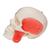 Crâne BONElike, semi transparent, en 8 parties, structures osseuses détaillées - 3B Smart Anatomy, 1000063 [A282], Modèles de moulage de crânes humains (Small)
