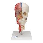 Crâne BONElike didactique de luxe, en 7 parties - 3B Smart Anatomy, 1000064 [A283], Modèles de vertèbres