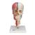 Crâne BONElike didactique de luxe, en 7 parties - 3B Smart Anatomy, 1000064 [A283], Colonnes vertébrales (rachis) (Small)