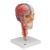 Crâne BONElike didactique de luxe, en 7 parties - 3B Smart Anatomy, 1000064 [A283], Modèles de vertèbres (Small)