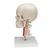 Crâne BONElike didactique de luxe, en 7 parties - 3B Smart Anatomy, 1000064 [A283], Modèles de moulage de crânes humains (Small)