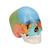 Crâne articulé 3B Scientific® - 22 pièces - version didactique en couleurs - 3B Smart Anatomy, 1023540 [A291], Modèles de moulage de crânes humains (Small)