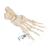 Squelette du pied sur fil de nylon, - 3B Smart Anatomy, 1019356 [A30/2], Modèles de squelettes des membres inférieurs (Small)