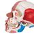 Crâne avec muscles faciaux - 3B Smart Anatomy, 1020181 [A300], Modèles de musculatures (Small)