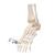 Squelette du pied avec moignon tibia et fibula (péroné), montage élastique, côté - 3B Smart Anatomy, 1019358 [A31/1], Modèles de squelettes des membres inférieurs (Small)