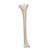 Tibia - 3B Smart Anatomy, 1019363 [A35/3], Modèles de squelettes des membres inférieurs (Small)