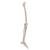 Squelette de jambe avec pied - 3B Smart Anatomy, 1019359 [A35], Modèles de squelettes des membres inférieurs (Small)