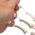 Squelette de la main sur fil de nylon - 3B Smart Anatomy, 1019368 [A40/2], Squelettes des membres supérieurs (Small)