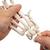Squelette de la main avec radius et ulna (cubitus), montage articulé et élastique - 3B Smart Anatomy, 1019369 [A40/3], Squelettes des membres supérieurs (Small)