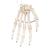 Squelette de la main sur fil de fer - 3B Smart Anatomy, 1019367 [A40], Squelettes des membres supérieurs (Small)