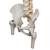 Colonne vertébrale de luxe flexible avec moignons de fémur - 3B Smart Anatomy, 1000126 [A58/6], Colonnes vertébrales (rachis) (Small)