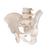 Squelette du bassin, masculin - 3B Smart Anatomy, 1000133 [A60], Modèles partie génitale et bassin (Small)
